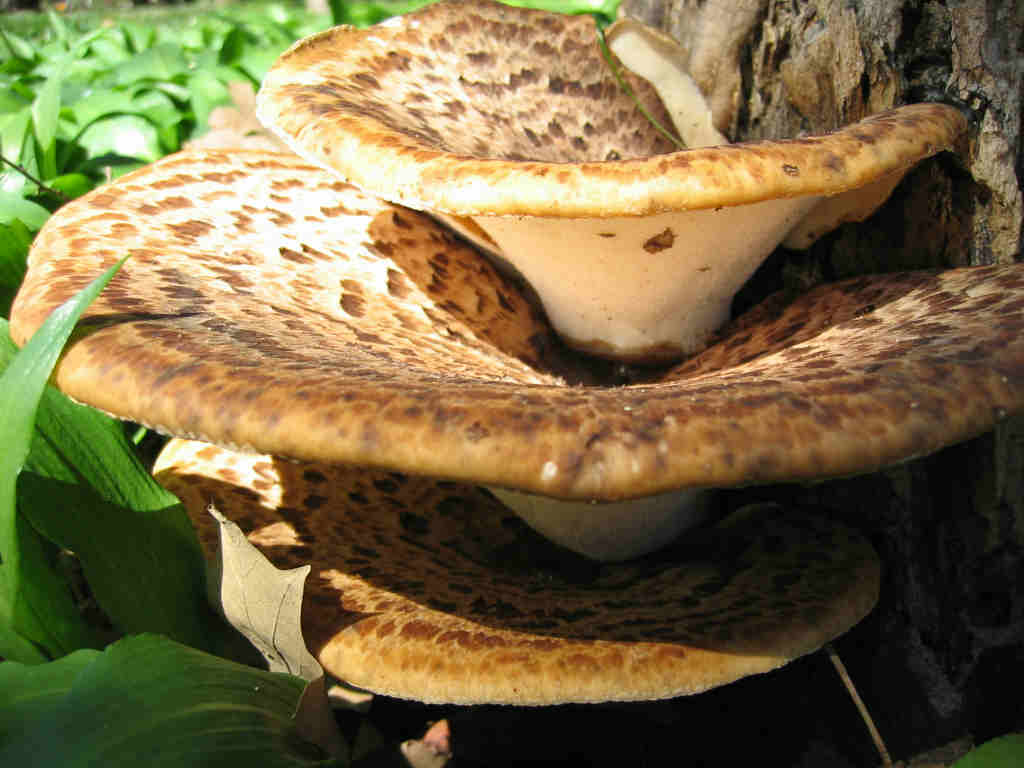 I Funghi primaverili: Polyporus squamosus